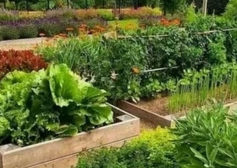Я перестал покупать удобрения и урожай вырос в 2 раза: 5 бесплатных способов, которые работают лучше магазинной химии