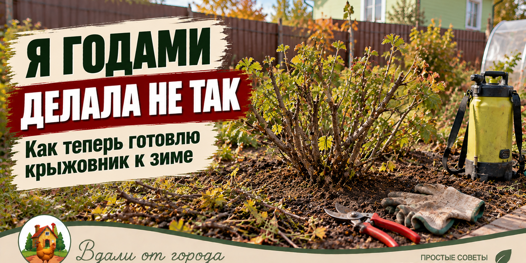 Теперь я готовлю крыжовник к зиме по-другому, и результат меня радует