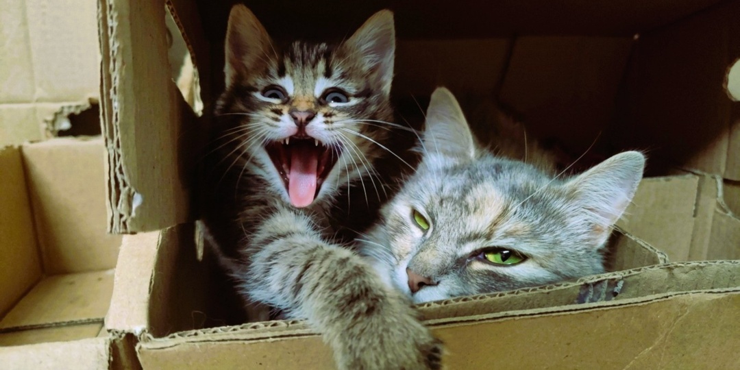 Кошка от котят устала - как век воли не видала: 11 милых фото кошачьих семеек с историями от хозяев