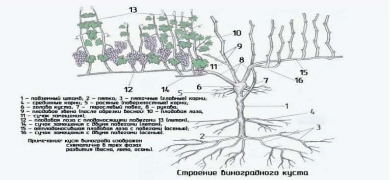 Пять лет кусту: как устроена корневая у винограда