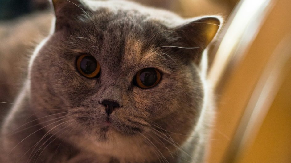 Ключ одинокой кошки