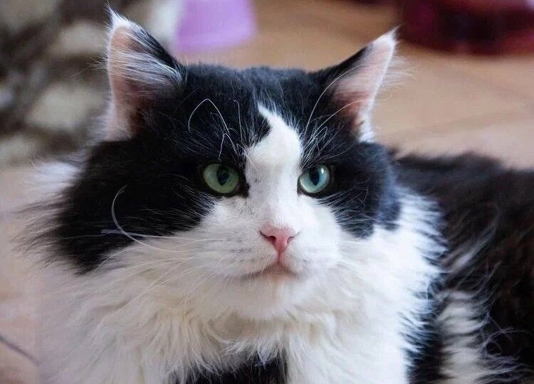 🐈‍⬛ Котик Лёша надеется, что и он кому-то нужен 😻