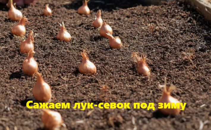 Сажаем лук-севок под зиму: Основные правила