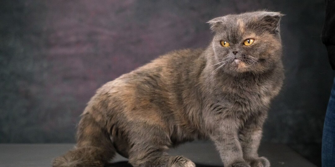Кошка ДЖЕННИФЕР ищет дом🏡
