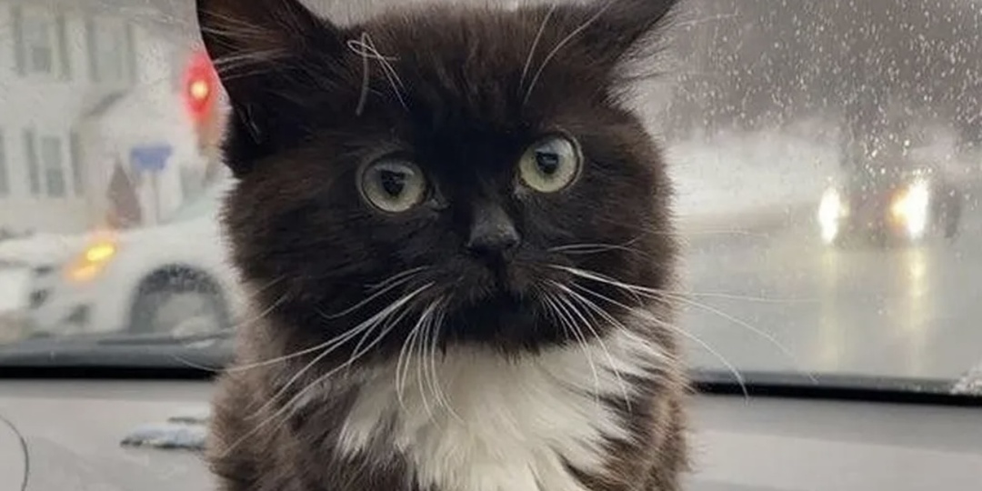 Ключ одинокой кошки