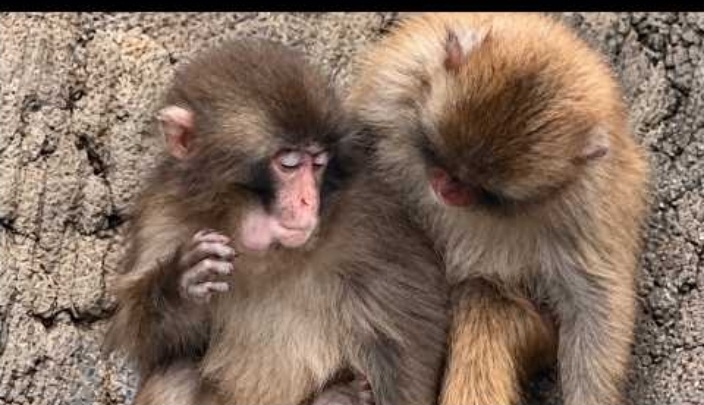 Щёчки Панча набиты едой, сердце - добротой 🐒❤️