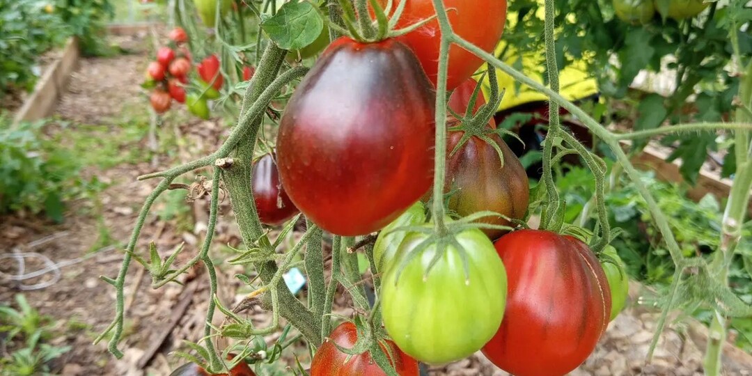 Томат «Сержант Пеппер»: красивый, вкусный, но не без капризов. Что получилось на самом деле
