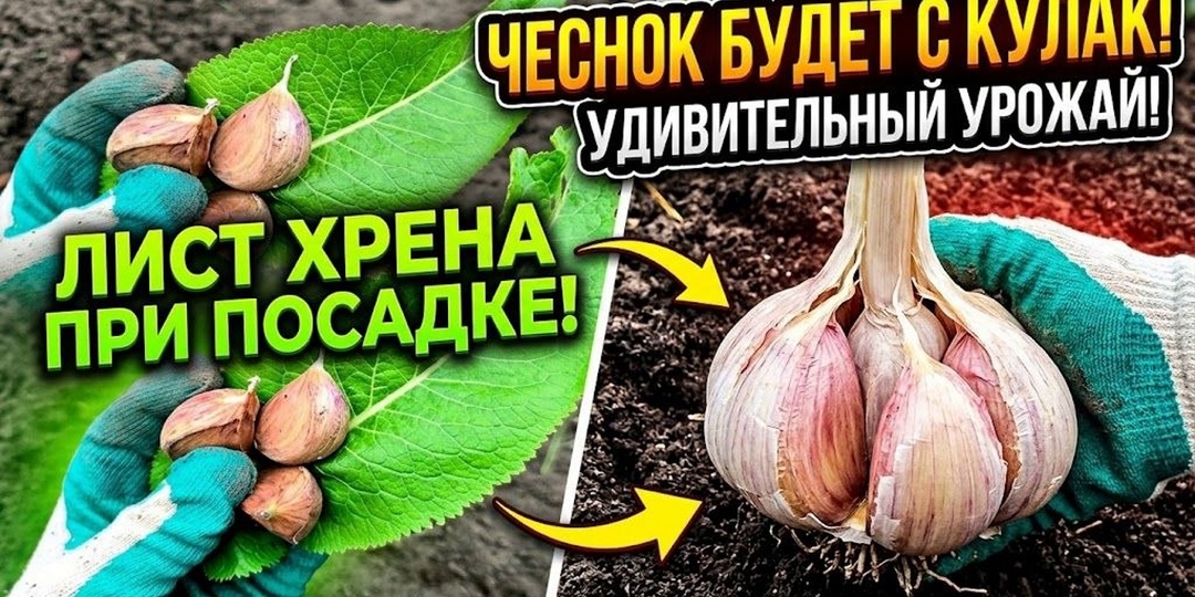 Никогда не сажайте озимый чеснок без ЭТОГО! Лист хрена решает всё