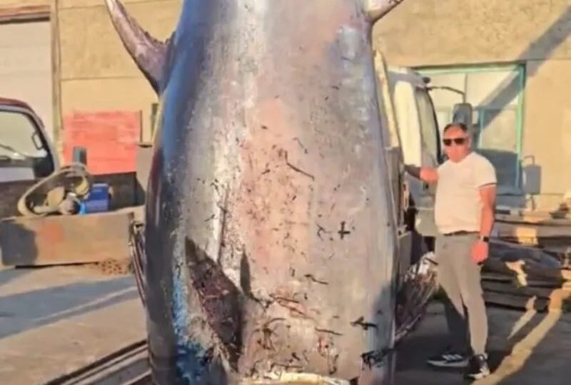 Рекордного тунца на Сахалине весом 285 кг поднимали из воды автокраном