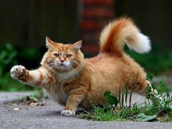 Пророк Мухаммед и рыжий кот