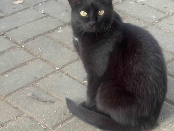 Тарусские котики
