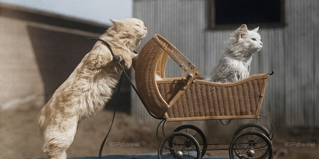 Подборка смешных и забавных фотографий с котами, которые поднимут настроение. 20 раскрашенных фотографий из ХХ века. Часть 8