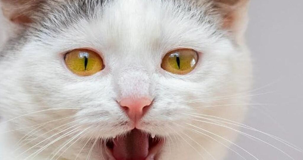 🐱 ПОЧЕМУ КОШКА МЯУКАЕТ, НО ЗВУКА НЕТ? 10 СЕКРЕТОВ ТАИНСТВЕННОГО «НЕМОГО МЯУ»