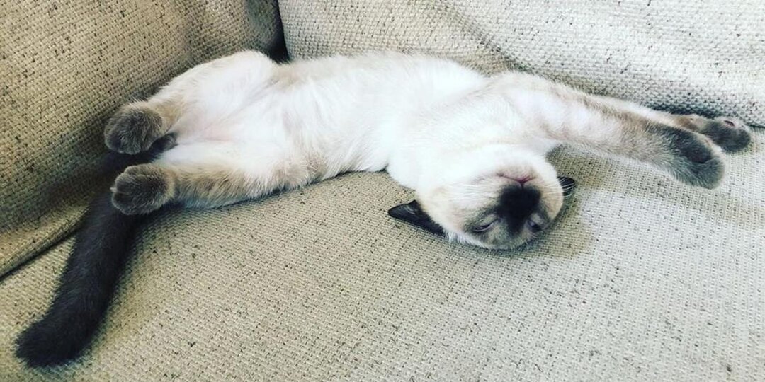 🐱 ПОЧЕМУ КОШКА СПИТ С ОТКРЫТЫМИ ГЛАЗАМИ? 10 СЕКРЕТОВ СТРАННОГО КОШАЧЬЕГО СНА