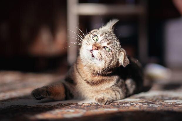 🐱 ПОЧЕМУ У КОШКИ ОДНО УХО СМОТРИТ ВПЕРЁД, А ДРУГОЕ НАЗАД? 10 СЕКРЕТОВ КОШАЧЬИХ «РАДАРОВ»