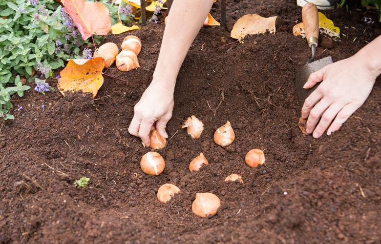 🌷 Тюльпаны осенью: 7 ошибок при посадке, из-за которых весной клумба выглядит совсем не так, как хотелось