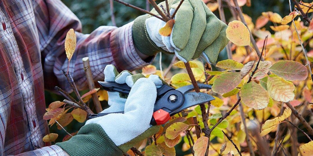 ✂️ Что обрезать в саду в конце сентября, а к чему секатор лучше вообще не подносить