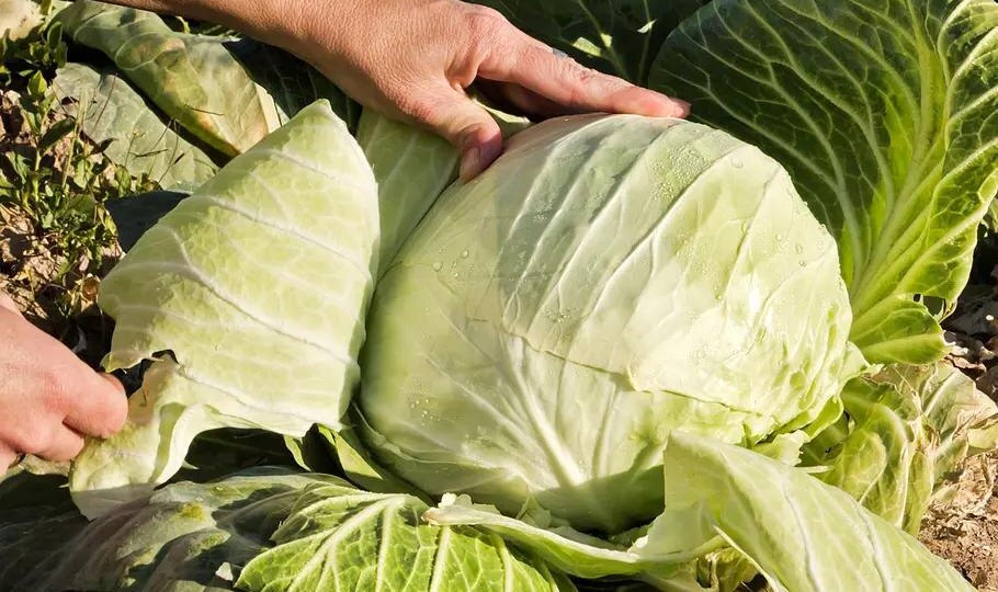 🥬 Капуста ещё стоит на грядке: почему я не спешу с уборкой после первых холодных ночей