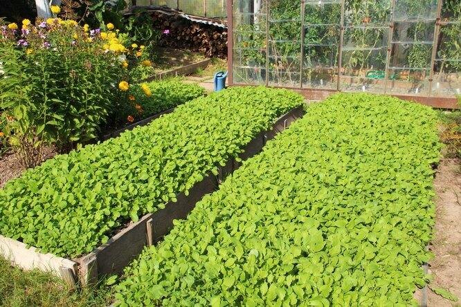 🌱 Сидераты взошли — что дальше? Почему осенью я не спешу их скашивать и перекапывать