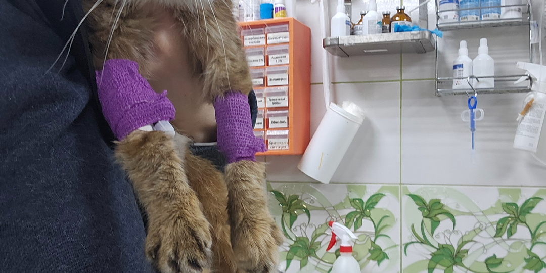 Помогите. Помогите спасти. Кошек. В приюте.