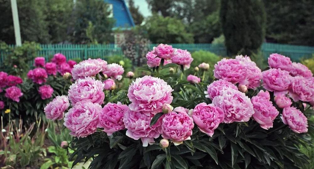 Пионы без разочарований: 7 ошибок, из-за которых куст растёт, а цветов почти нет