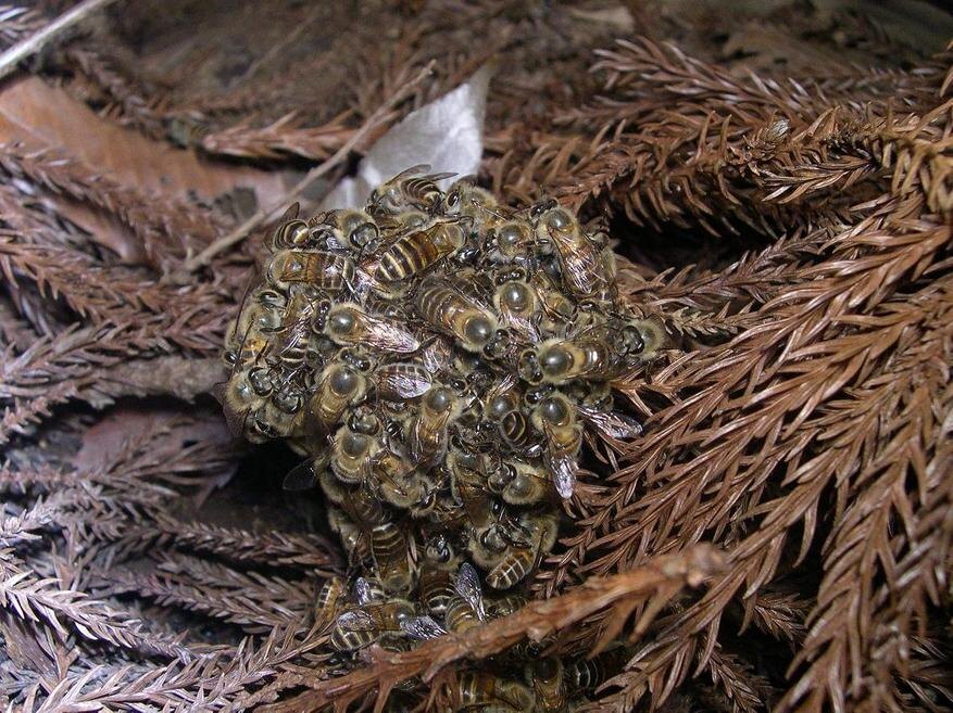    ����������� ������ ���������� ����, �����: Takahashi, ��������: https://commons.wikimedia.org/wiki/File:Honeybee_thermal_defence01.jpg