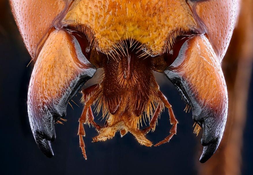    ������� ������, �����: USGS Bee Inventory and Monitoring Lab, ��������: https://commons.wikimedia.org/wiki/File:Murder_hornet,_f,_mandibles_of_death_2020-10-01-19.13.54_ZS_PMax_UDR_(50408183302).jpg