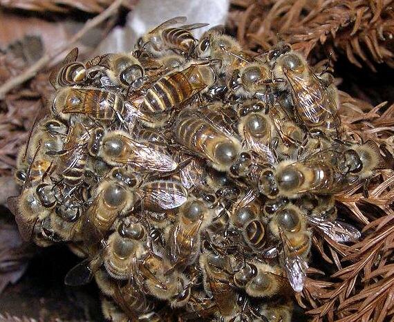    �����: Takahashi, ��������: https://commons.wikimedia.org/wiki/File:Honeybee_thermal_defence01_cropped.jpg