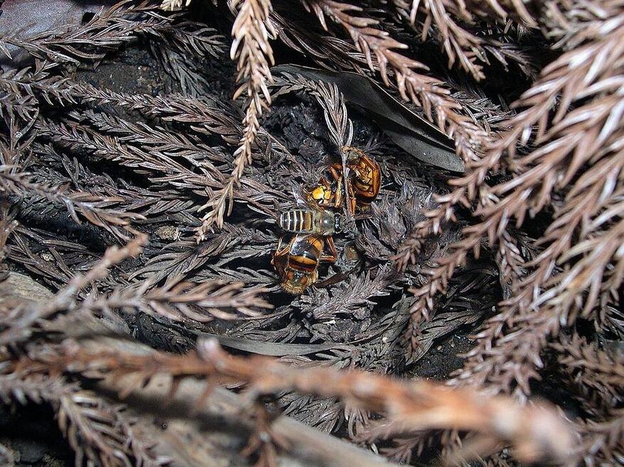    ����������� ������ ���������� ����, �����: Takahashi, ��������: https://commons.wikimedia.org/wiki/File:Honeybee_thermal_defence02.jpg