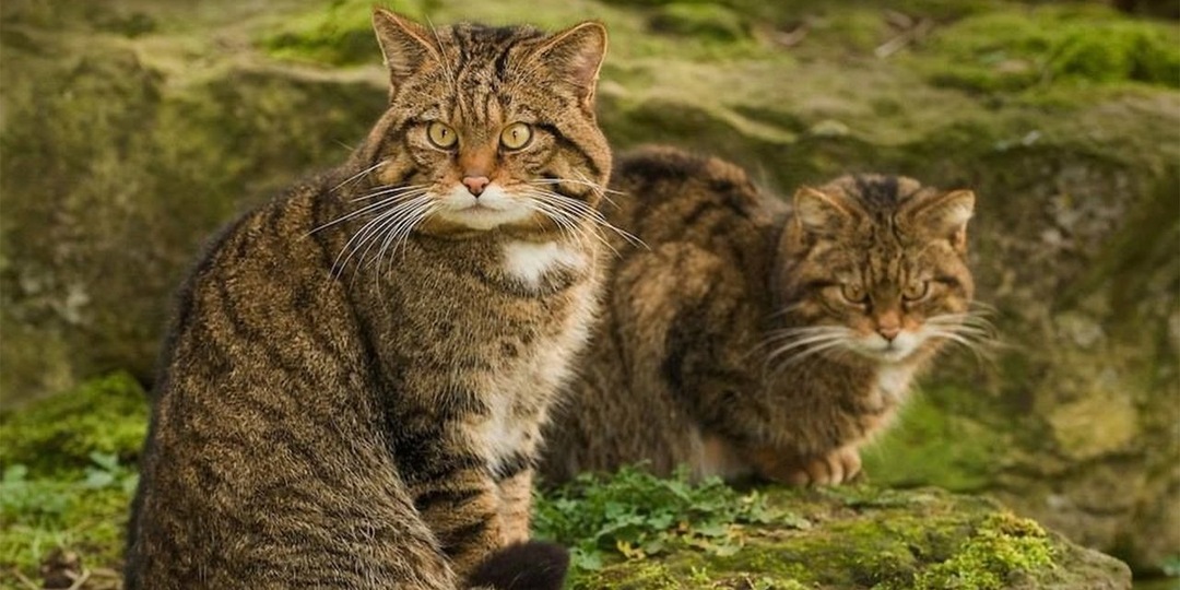 Ключ одинокой кошки