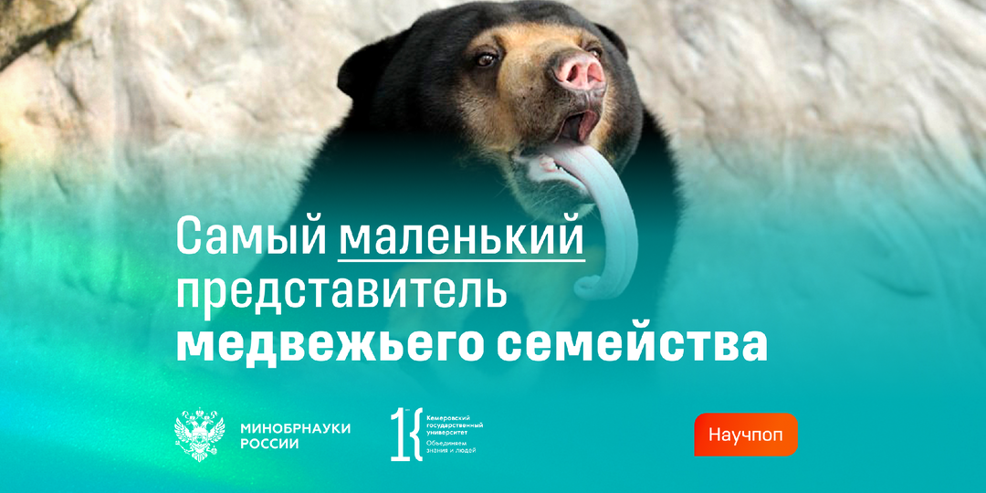 Солнечный медведь: самый маленький представитель медвежьего семейства