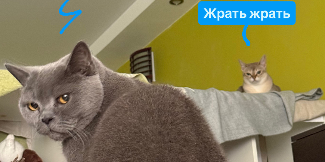 Мозговитая кошечка