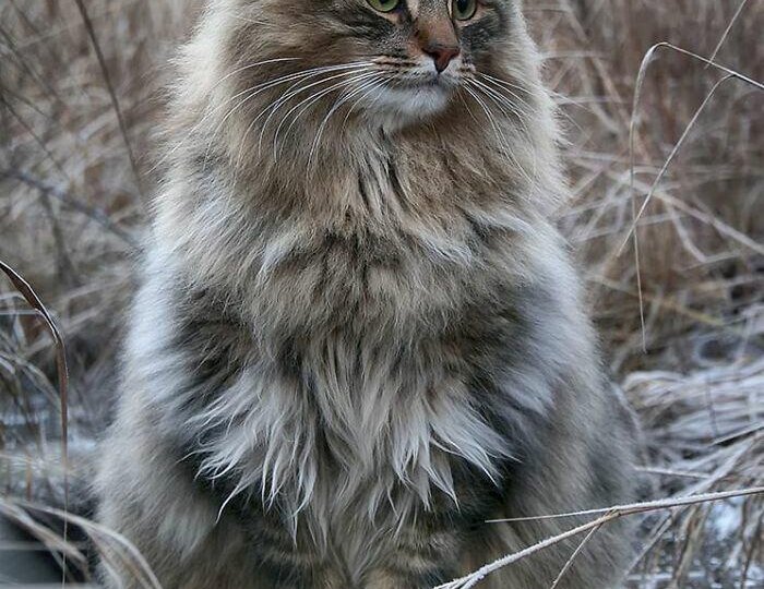 Ключ одинокой кошки