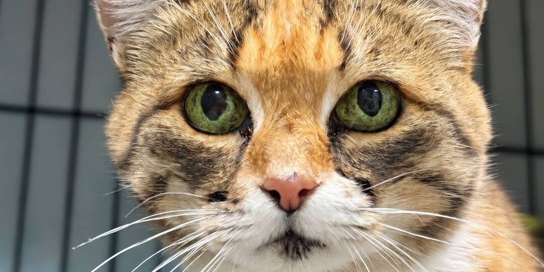 🐈 Жанна Аркадьевна просила передать: