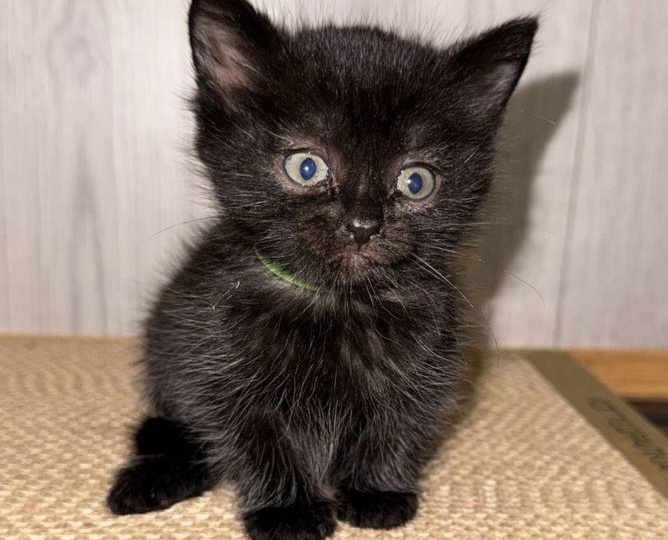 Малыш, который выжил, ищет дом! Москва, МО