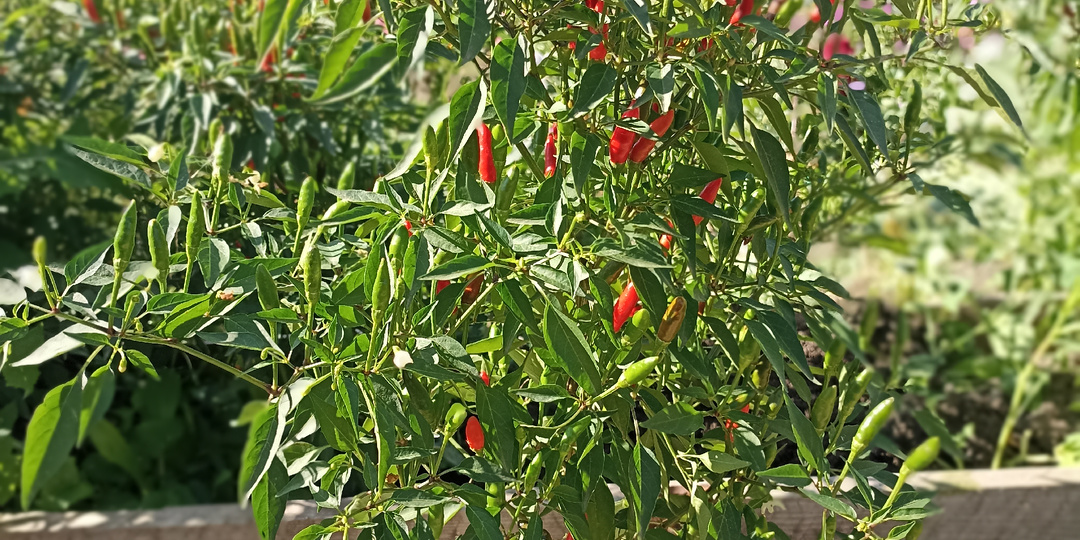 Все нужное и важное
