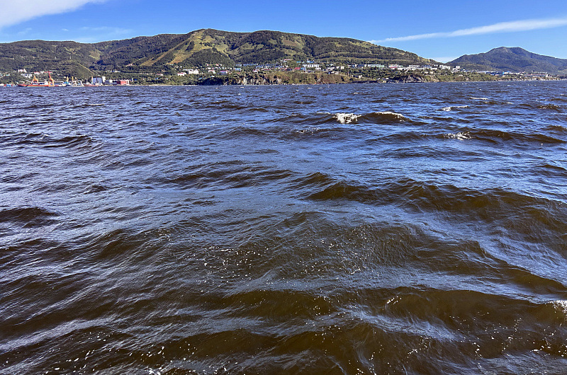 Канализация или водоросли: ученые о причинах гибели морских звёзд на Камчатке