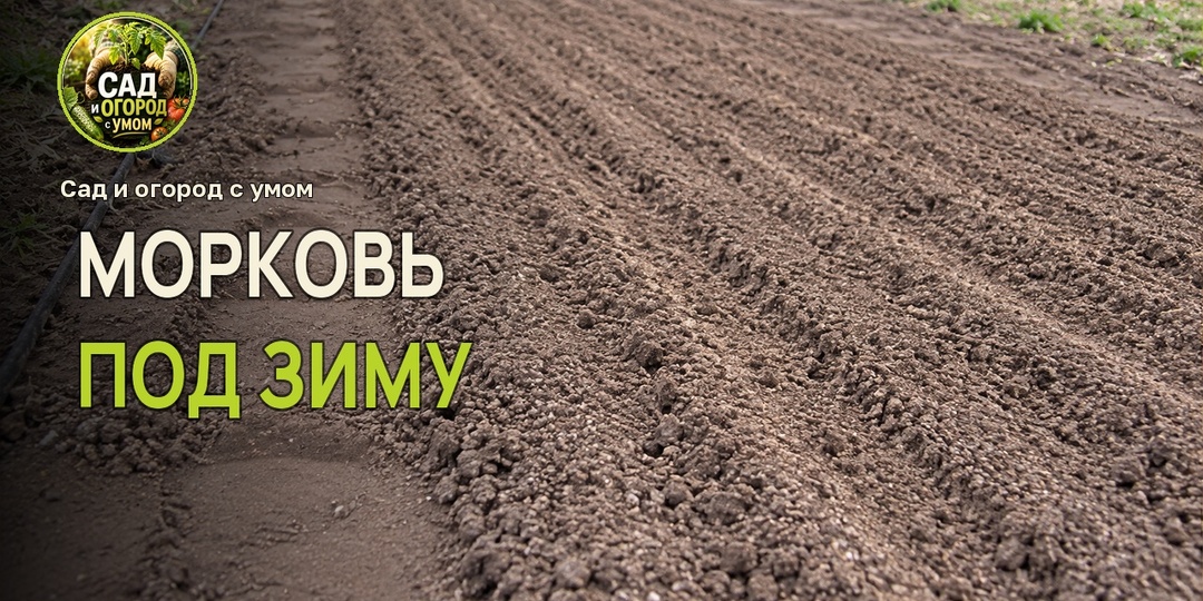 Грядка для моркови готова. Чем засыпать семена, когда земля замёрзнет?