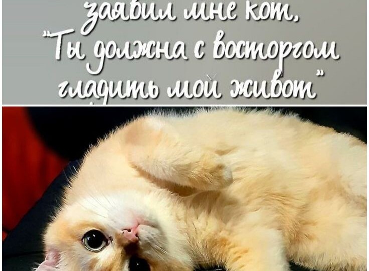 Мемы в стихах, веселая подборка