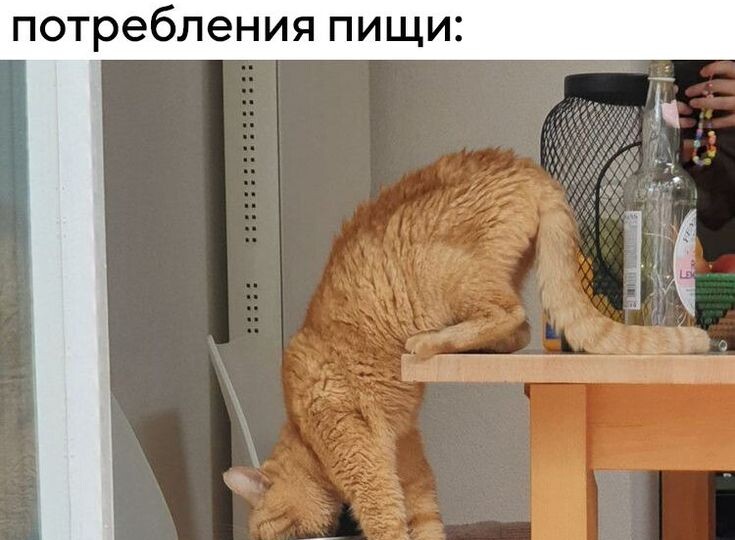 Прикольные картинки с кошками