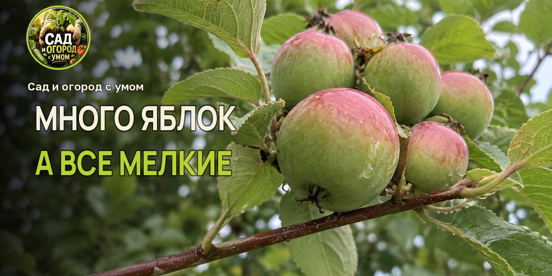 Яблок много, а крупных почти нет. Что я бы записала до конца уборки