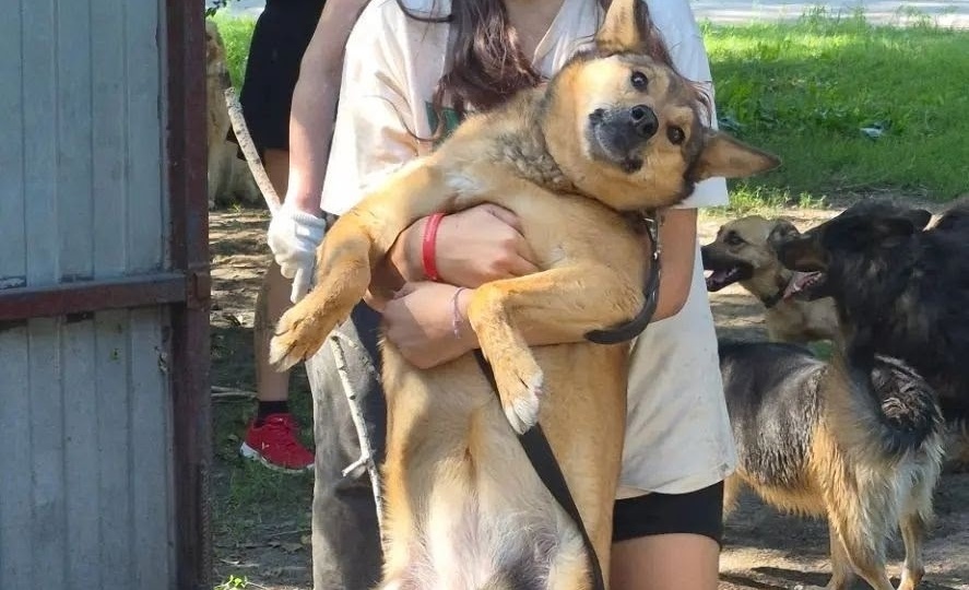Нашим хвостикам нужна ваша поддержка — помогите накрыть им "стол"! 🍖🐾