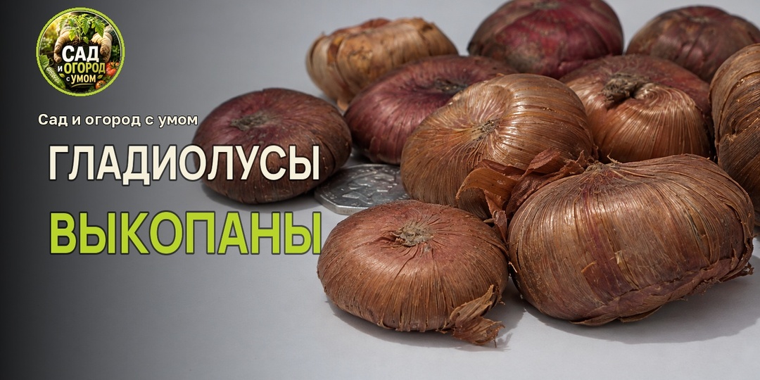 Выкопали гладиолусы. Как разобрать клубнелуковицы и не потерять мелкую детку