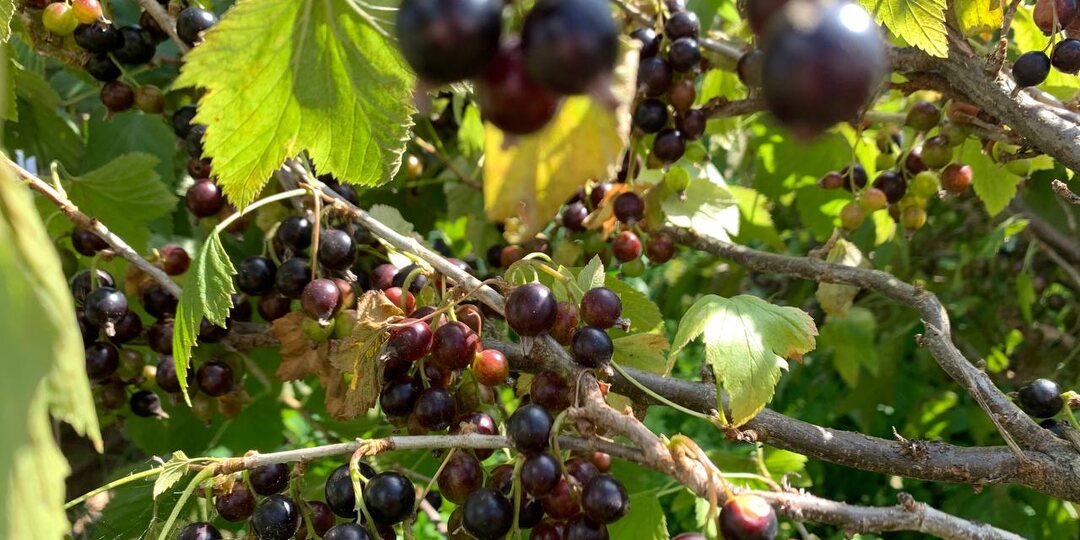 От этой осенней подкормки кусты смородины ломятся от урожая. Но многие вносят её неправильно