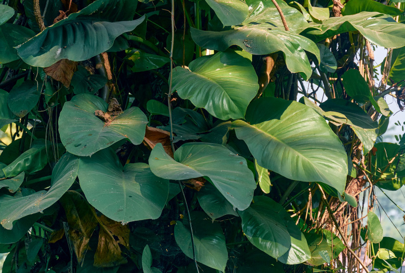 Уход за нефритовым потосом: Несколько советов по выращиванию этого классического растения