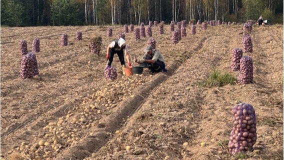 Уборочная в Ивановской области: аграрии собрали вдвое больше картофеля