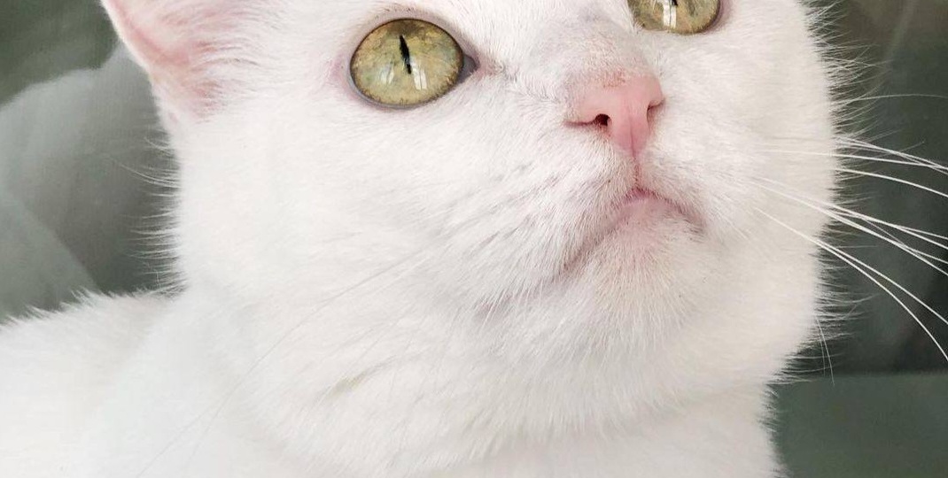Белочка уже больше года живет в приюте. Никто не хочет забирать ее из-за возраста...