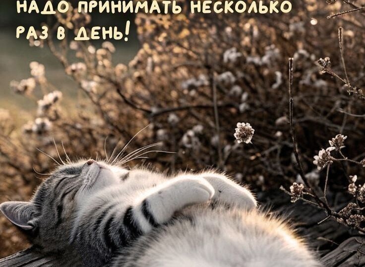 Мемы с котиками для хорошего настроения, новая подборка