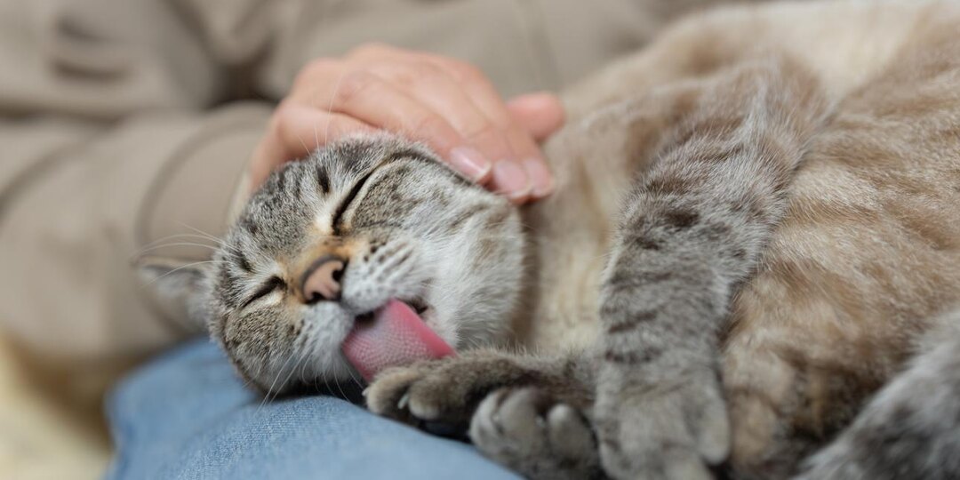 😺 Почему кошка начинает умываться сразу после того, как вы её погладили?