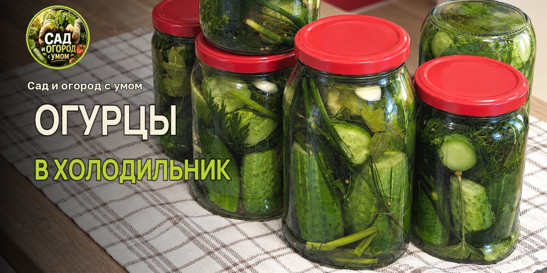 Кастрюля с солёными огурцами не помещается в холодильник. Как переложить готовую партию